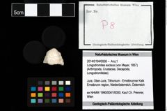 Foto (Objekt + Etikett) von Longodromites excisus (von Meyer, 1857)  (NHMW-GEO-2014-0194-0008)
